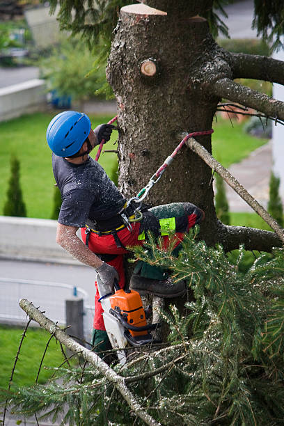 Best Lawn Disease Treatment  in Live Oak, TX